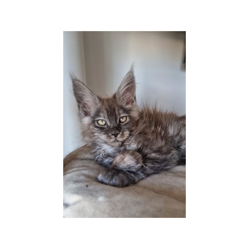 Maine Coon Alva Cassia
