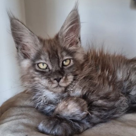 Maine Coon Alva Cassia