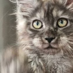 Maine Coon Alva Cassia
