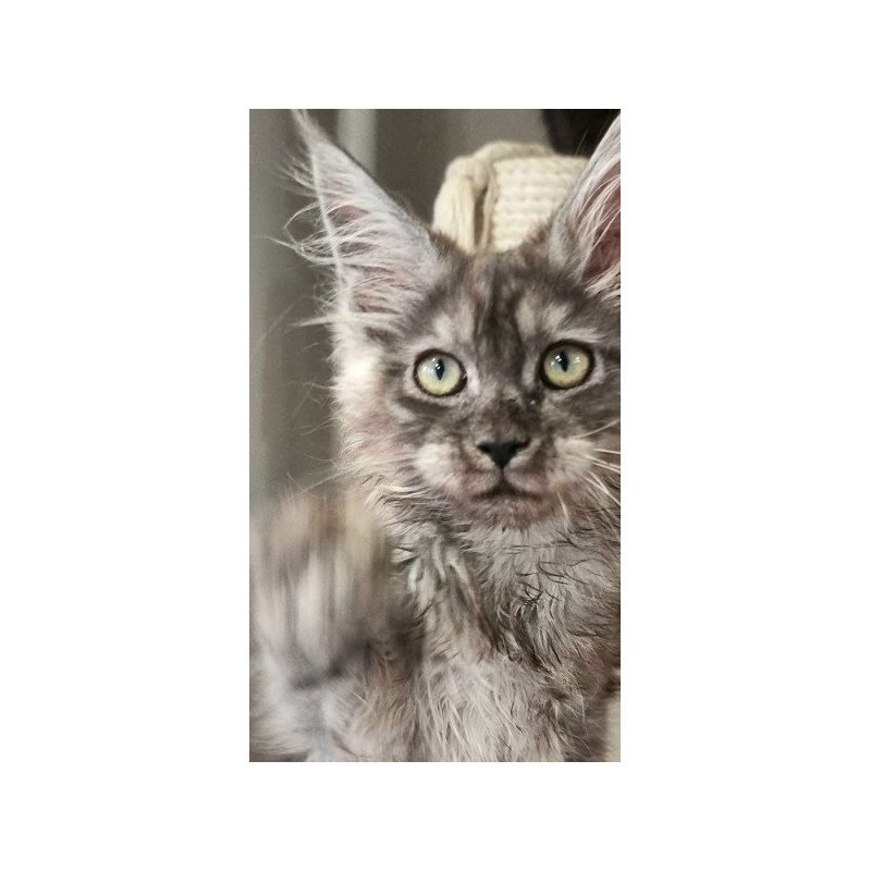 Maine Coon Alva Cassia