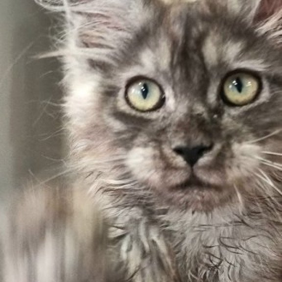 Maine Coon Alva Cassia