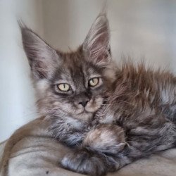 Maine Coon Alva Cassia