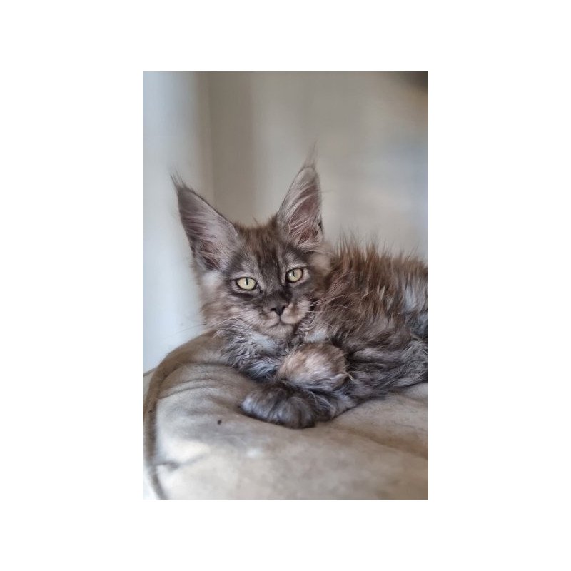 Maine Coon Alva Cassia