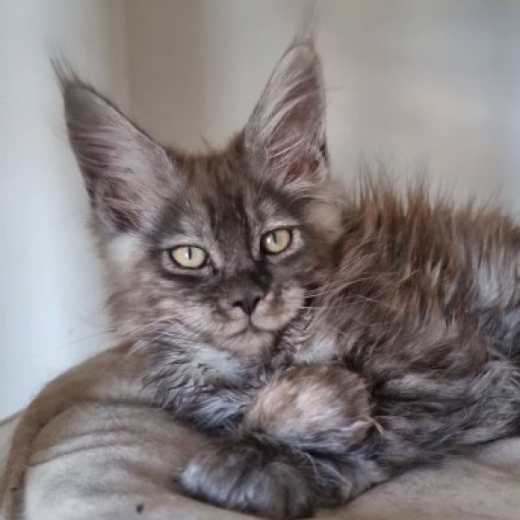 Maine Coon Alva Cassia