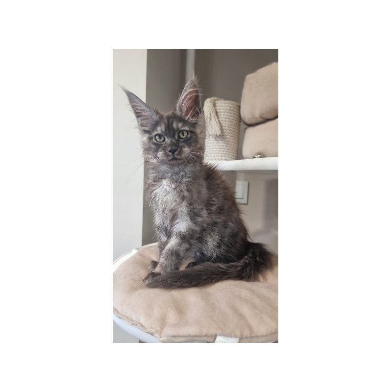 Maine Coon Alva Cassia