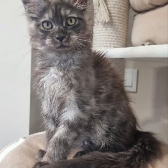 Maine Coon Alva Cassia