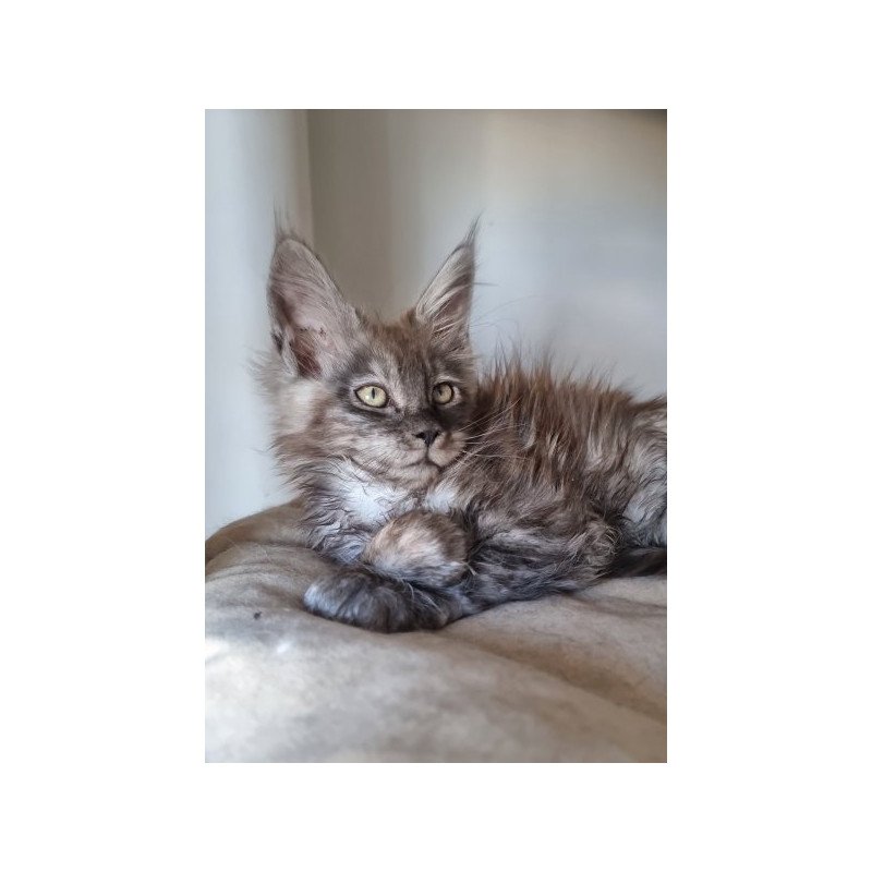 Maine Coon Alva Cassia