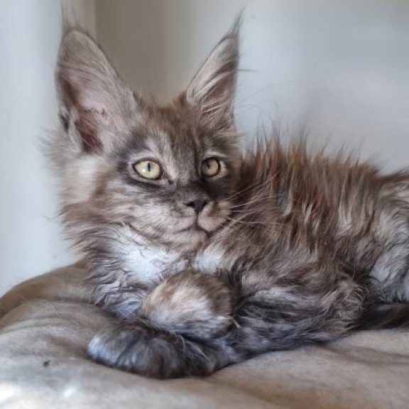 Maine Coon Alva Cassia