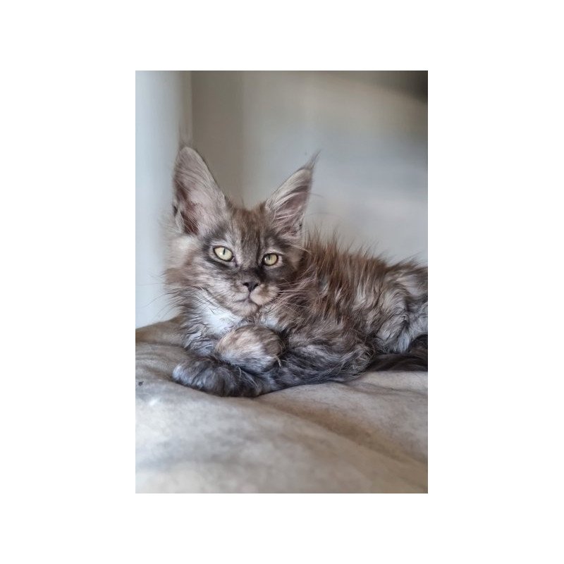 Maine Coon Alva Cassia