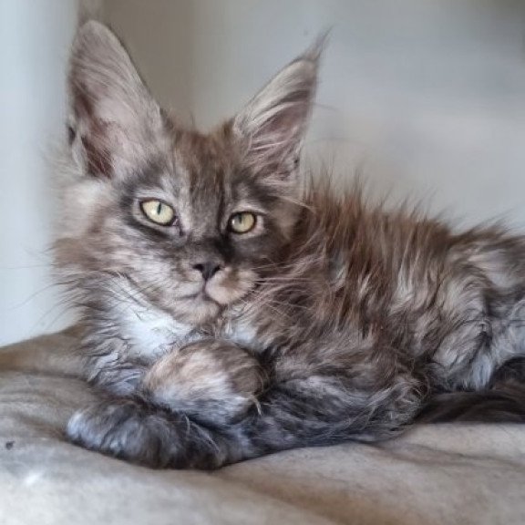 Maine Coon Alva Cassia