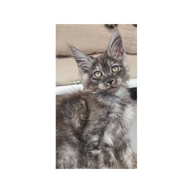 Maine Coon Alva Cassia