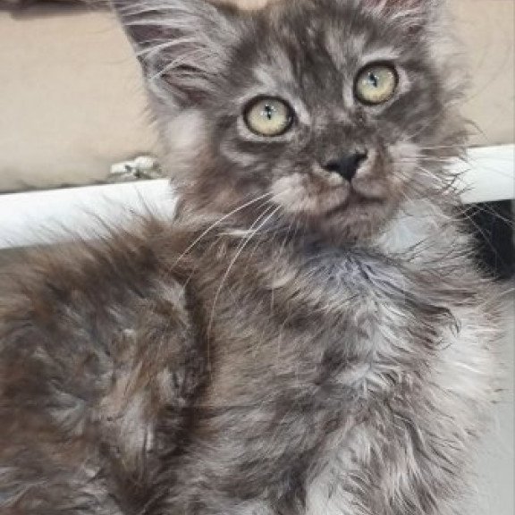 Maine Coon Alva Cassia