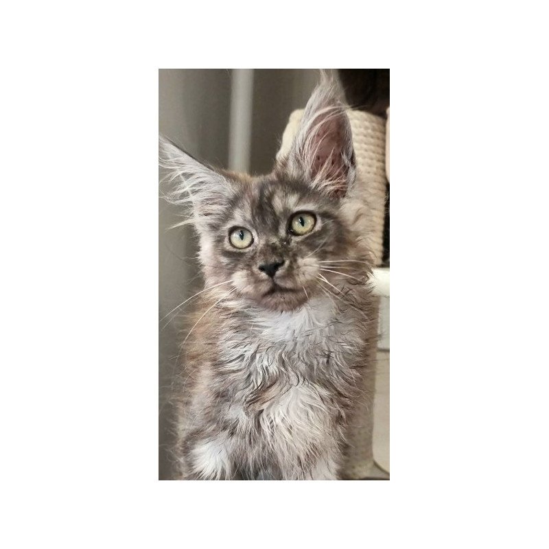 Maine Coon Alva Cassia