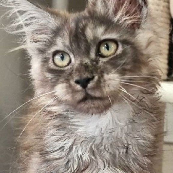 Maine Coon Alva Cassia