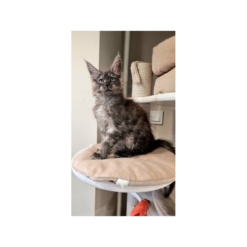 Maine Coon Alva Cassia