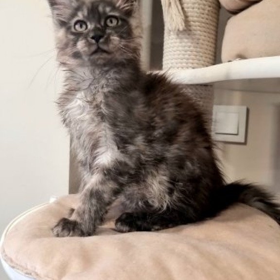 Maine Coon Alva Cassia