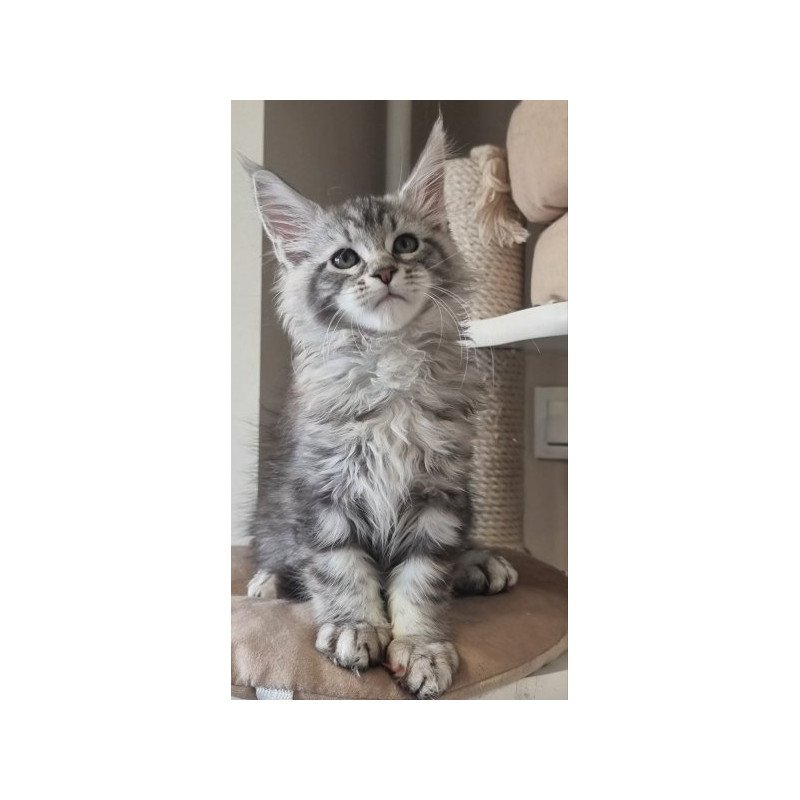 Maine Coon Alva Dafna