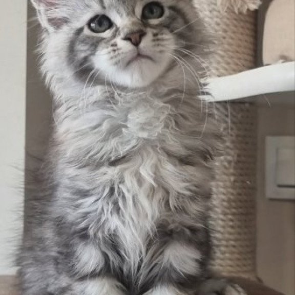 Maine Coon Alva Dafna