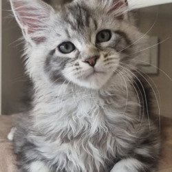 Maine Coon Alva Dafna