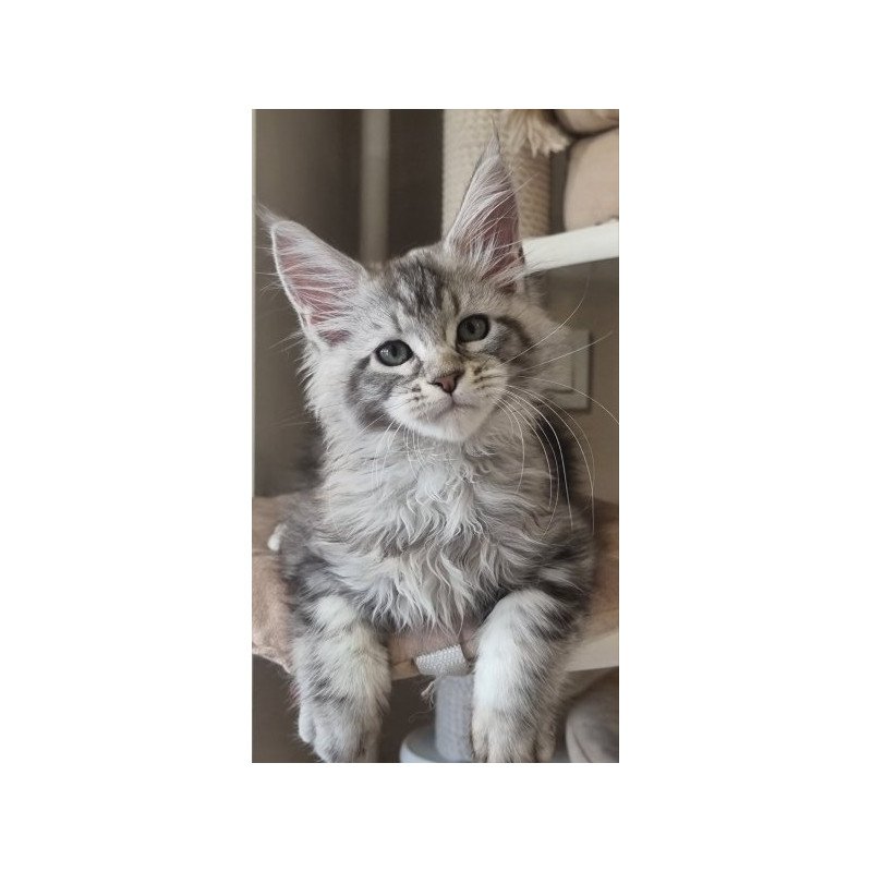 Maine Coon Alva Dafna