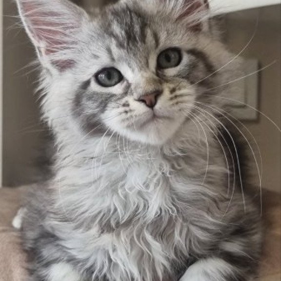 Maine Coon Alva Dafna
