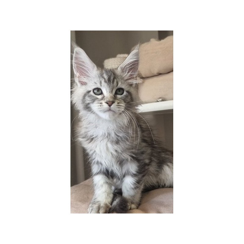 Maine Coon Alva Dafna