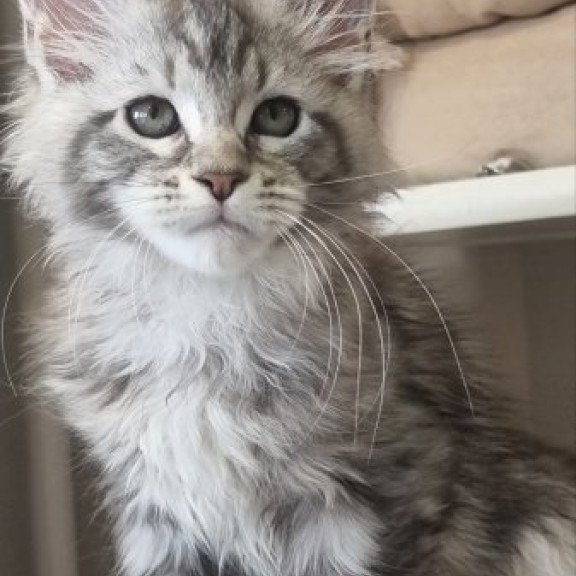 Maine Coon Alva Dafna