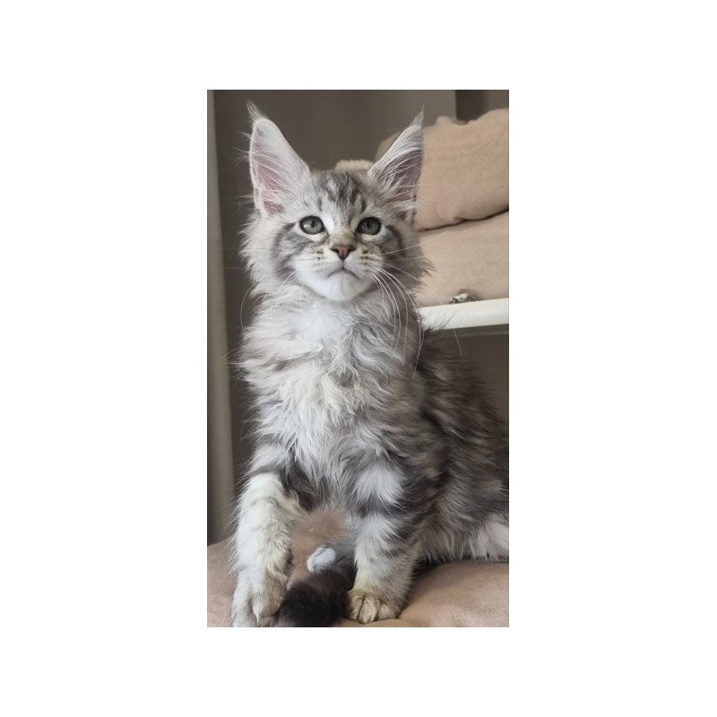 Maine Coon Alva Dafna