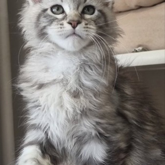 Maine Coon Alva Dafna