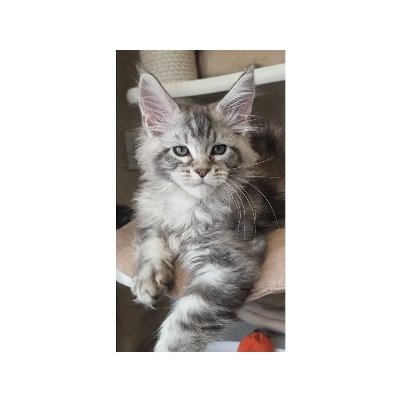Maine Coon Alva Dafna
