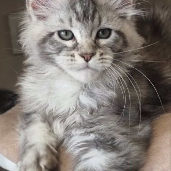 Maine Coon Alva Dafna