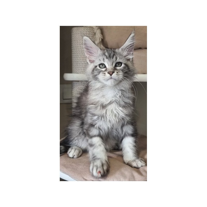 Maine Coon Alva Dafna