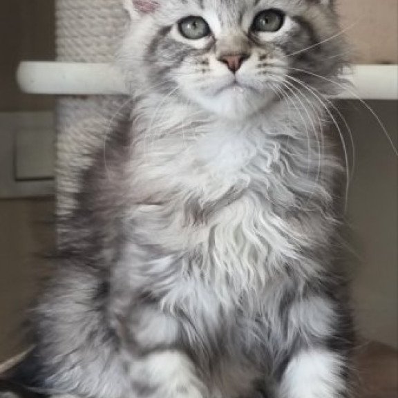 Maine Coon Alva Dafna