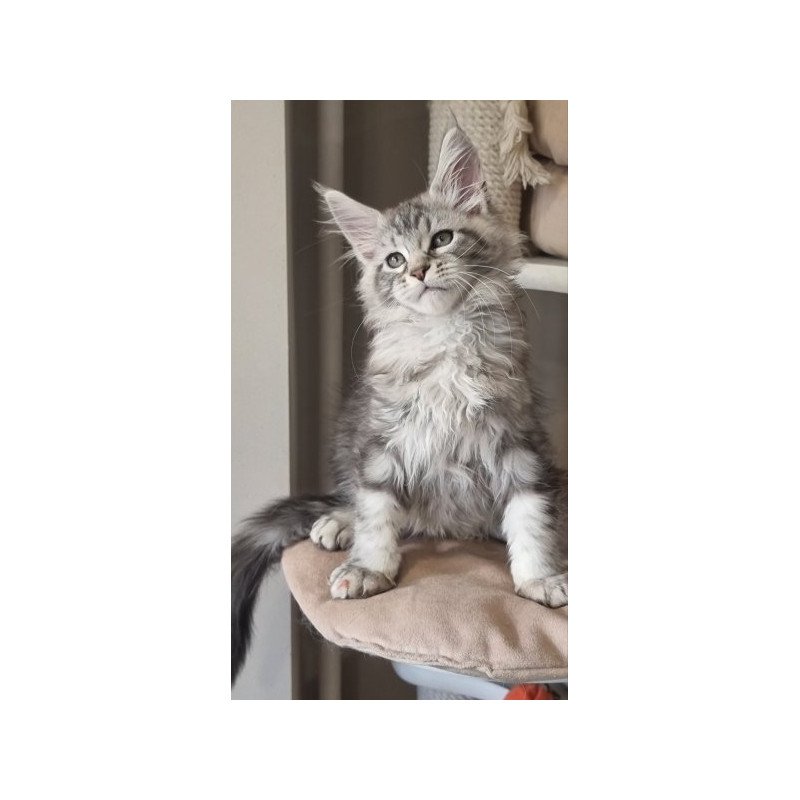 Maine Coon Alva Dafna
