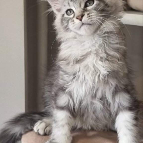 Maine Coon Alva Dafna