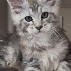 Maine Coon Alva Dexter