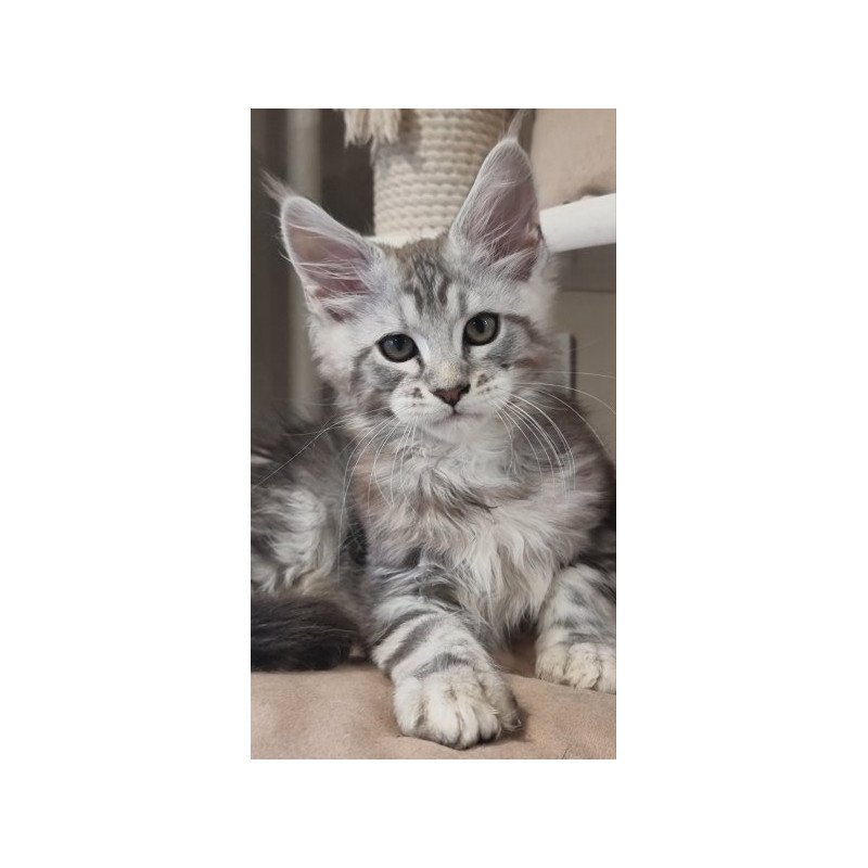 Maine Coon Alva Dexter