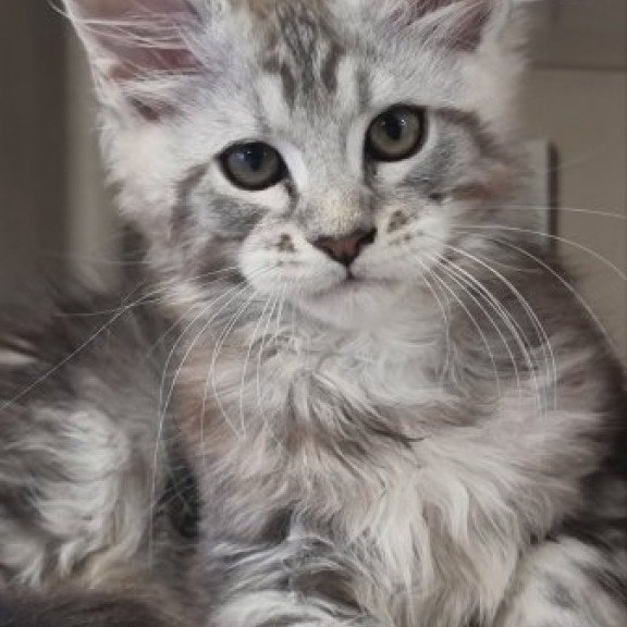 Maine Coon Alva Dexter