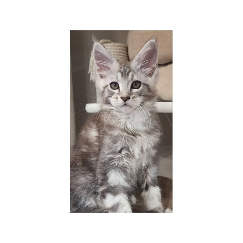 Maine Coon Alva Dexter