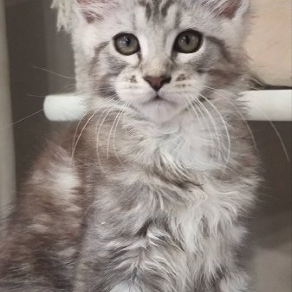 Maine Coon Alva Dexter