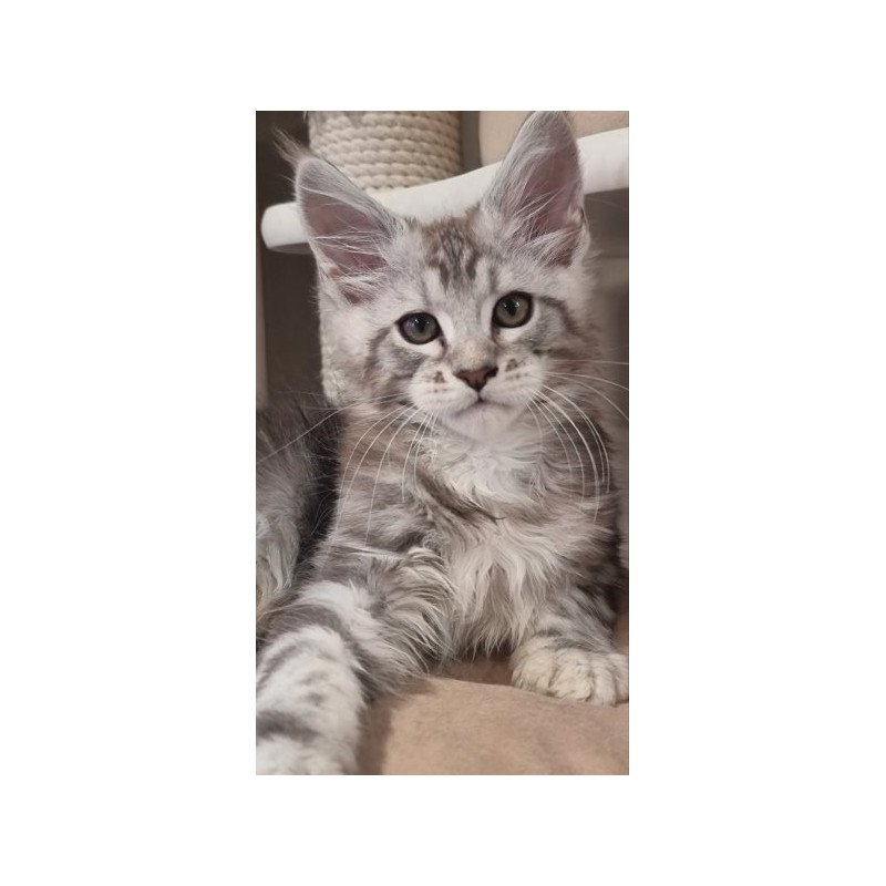 Maine Coon Alva Dexter