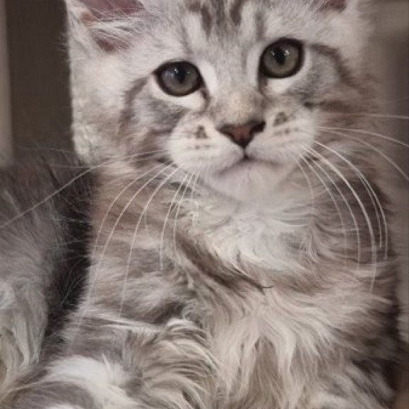 Maine Coon Alva Dexter