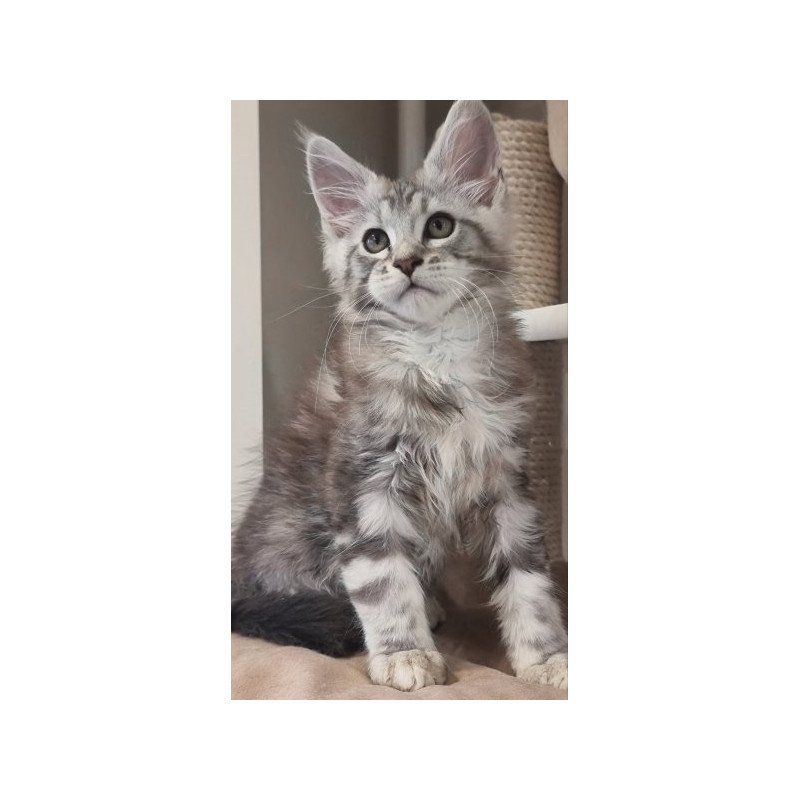 Maine Coon Alva Dexter