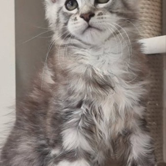 Maine Coon Alva Dexter