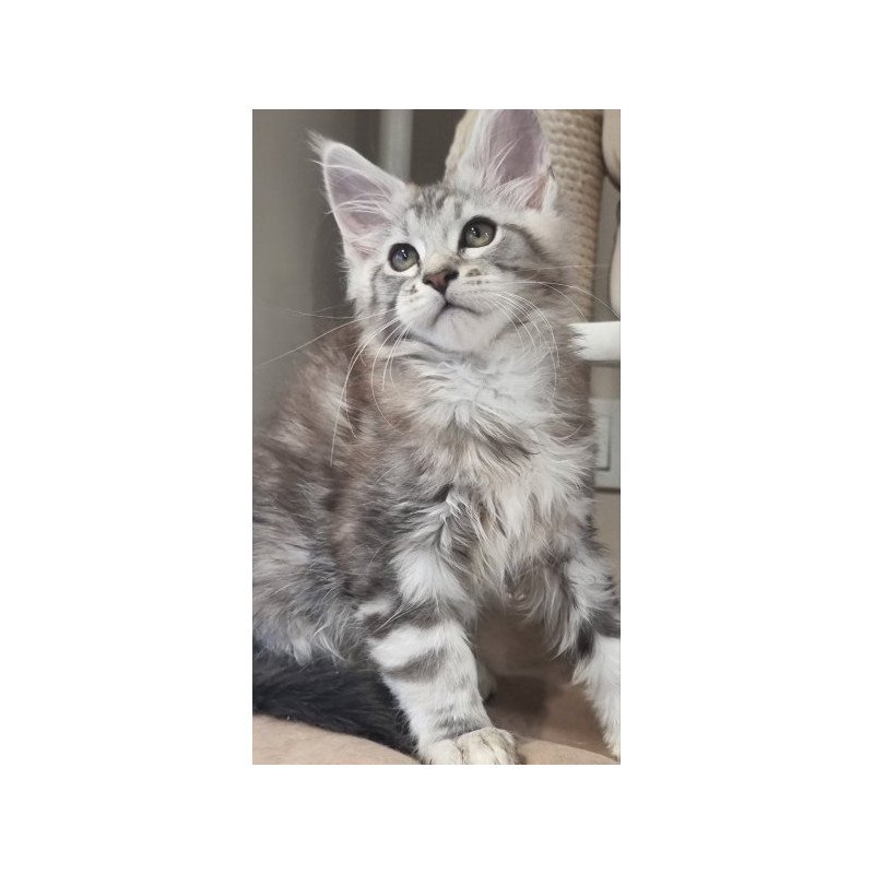 Maine Coon Alva Dexter