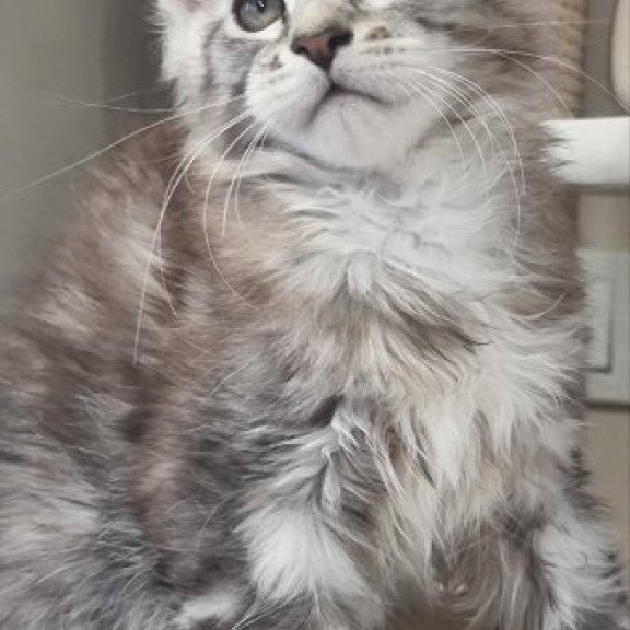 Maine Coon Alva Dexter