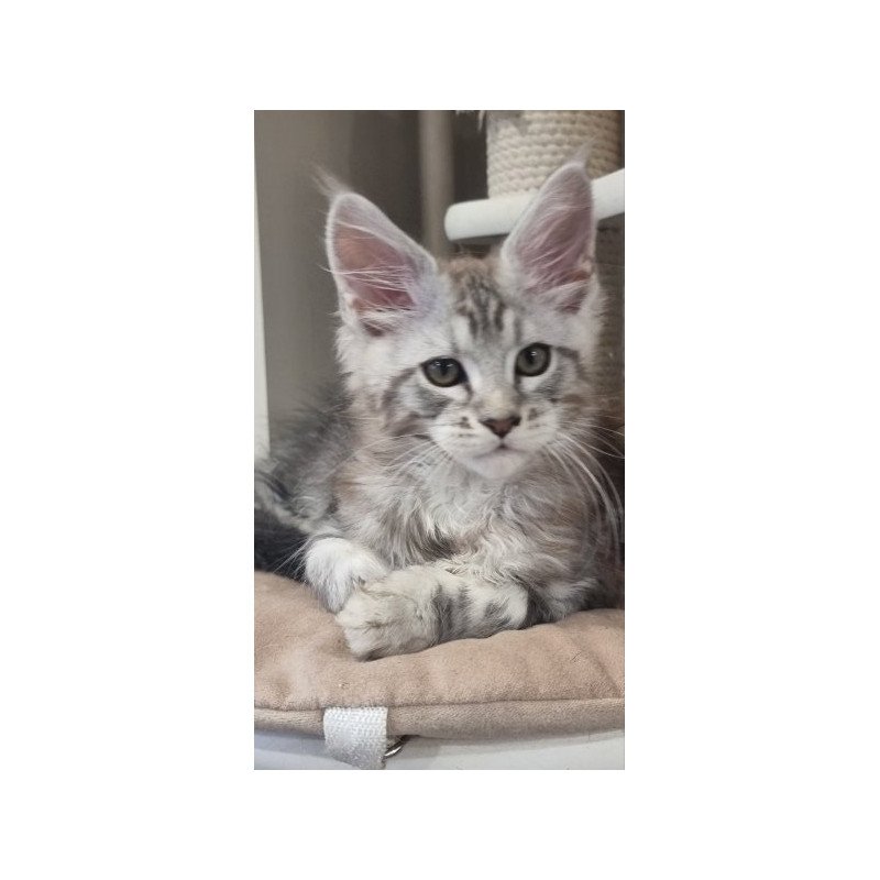Maine Coon Alva Dexter