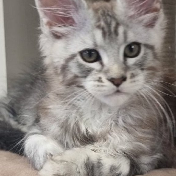 Maine Coon Alva Dexter