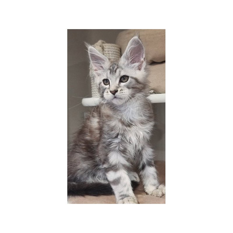 Maine Coon Alva Dexter