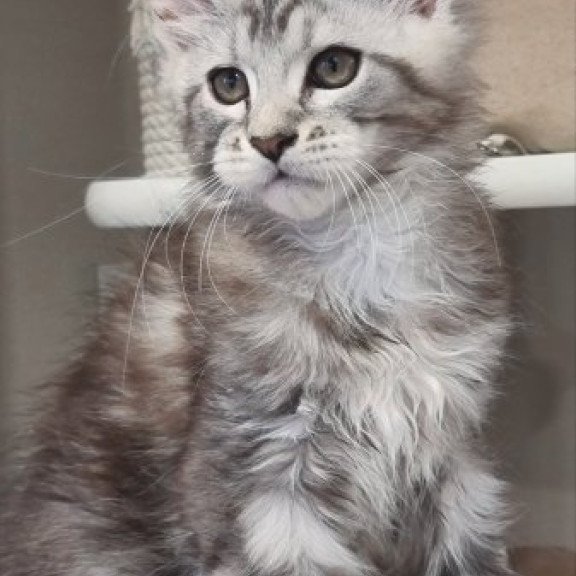 Maine Coon Alva Dexter